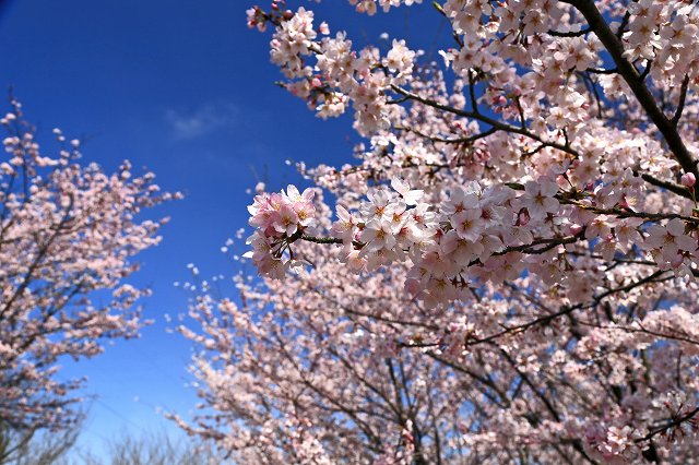 a0242438_2253028.jpg