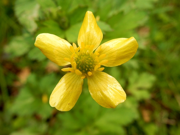 お山の花達_a0088339_10524915.jpg