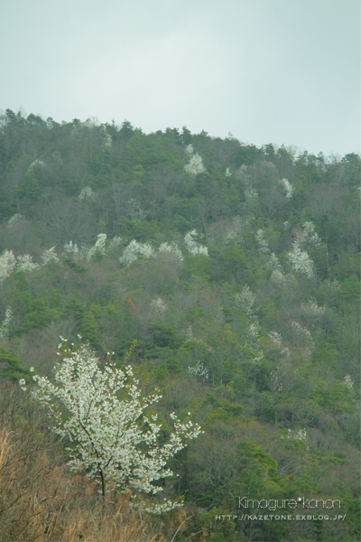 山は笑い　桜は咲き急ぐ_b0197639_16581033.jpg