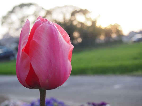 2016年4月10日　夕日を眺める花壇の花々_b0341140_21545858.jpg