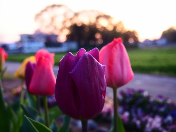 2016年4月10日　夕日を眺める花壇の花々_b0341140_21555641.jpg