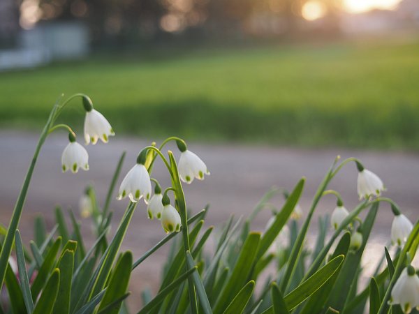 2016年4月10日　夕日を眺める花壇の花々_b0341140_2156233.jpg