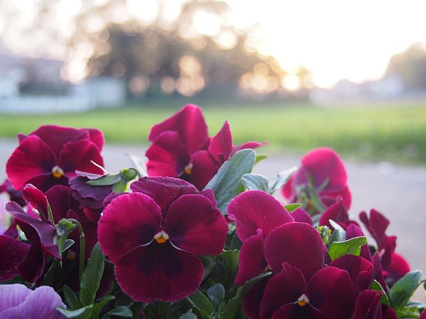 2016年4月10日　夕日を眺める花壇の花々_b0341140_21565163.jpg