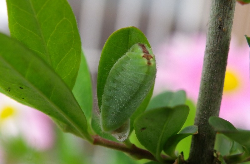ウラゴマダラシジミ幼虫 4月8日_d0254540_18521593.jpg