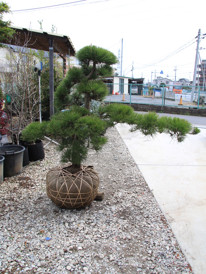 一時停止  【庭木 植木】【価格応談】 松 マツ まつ  門構え 門かづき 一時停止 【庭木 植木】【価格応談】 松 マツ まつ 門構え 門かづき