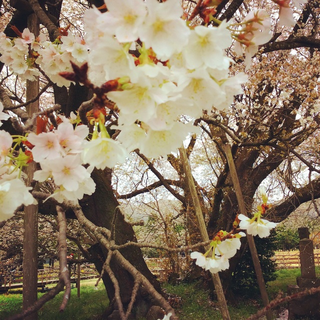 一心行の大桜。_b0125443_1848243.jpg