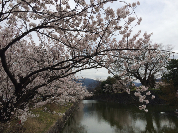 番外編 松本城でお花見_c0359445_22350473.jpg