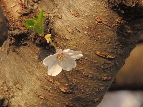 百花繚乱の季節となり_b0178146_19313439.jpg