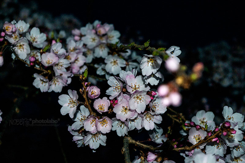 奈良一番桜2016 その2_a0134950_2329923.jpg