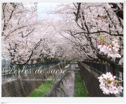 桜並木を・・・_f0199750_20595582.jpg