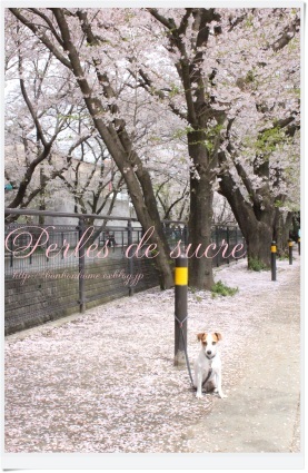 桜並木を・・・_f0199750_21000506.jpg