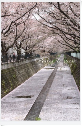 桜並木を・・・_f0199750_21002109.jpg