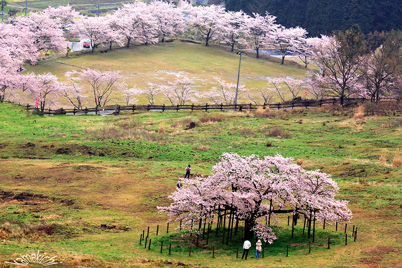 桜・まだあるのですたい！_a0057752_17181896.jpg