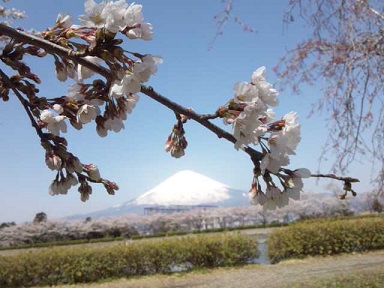 桜ももう終わり？_c0232252_11291526.jpg