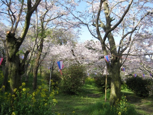 鶴舞公園　桜の開花状況（４／８）_c0363752_22171360.jpg