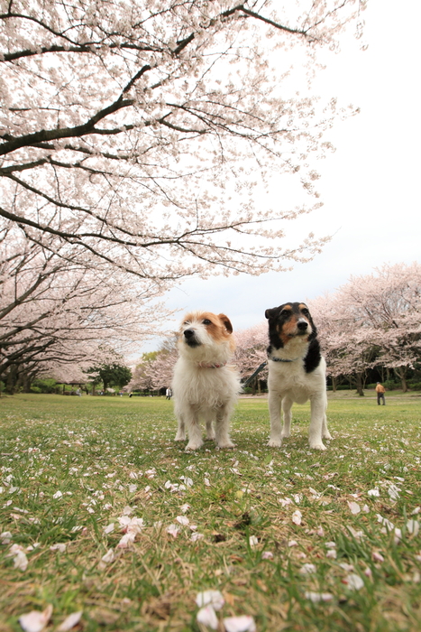 KASUMI PARK　桜ん歩2016②_d0168652_1919697.jpg