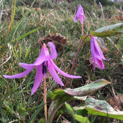 春一番のキトウシ山~東川_e0326953_6525210.jpg