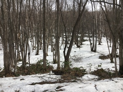 春一番のキトウシ山~東川_e0326953_72248.jpg