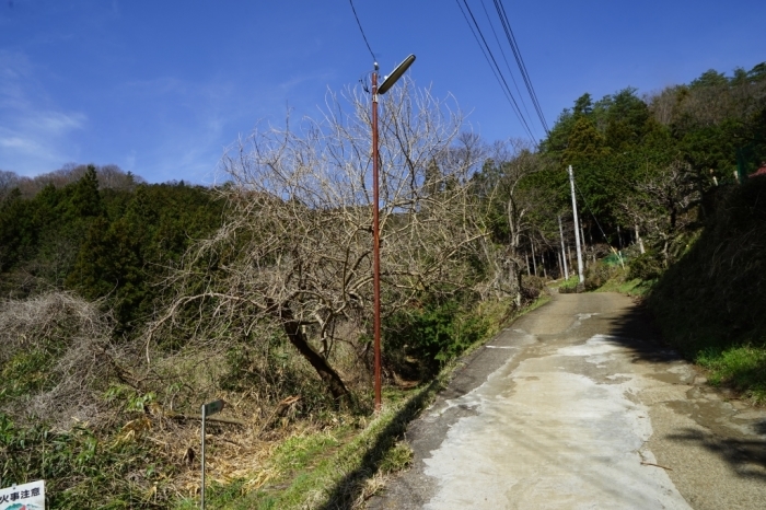 秋山山系・秀麗富嶽十二景＠倉岳山　2016.04.06(水)_f0344554_07461809.jpg