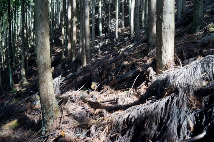 秋山山系・秀麗富嶽十二景＠倉岳山　2016.04.06(水)_f0344554_07465003.jpg