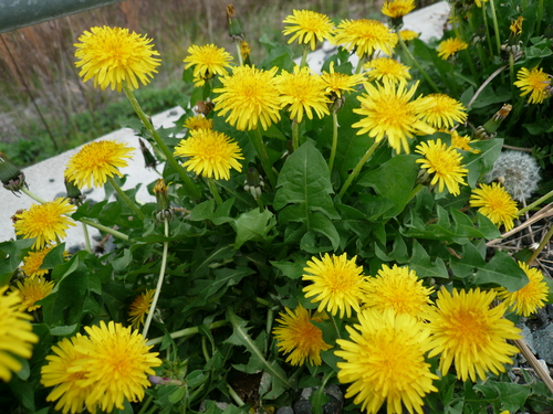 c0043055_14175341.jpg