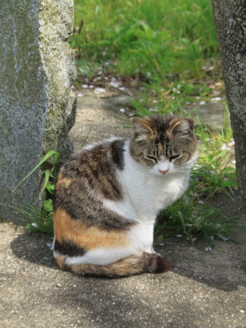 春風に浮かれて天拝公園の桜を満喫する　d(-_-)b〜♪_b0124456_01850.jpg