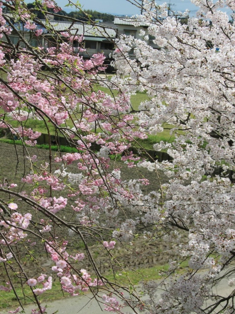 春風に浮かれて天拝公園の桜を満喫する　d(-_-)b〜♪_b0124456_02043.jpg