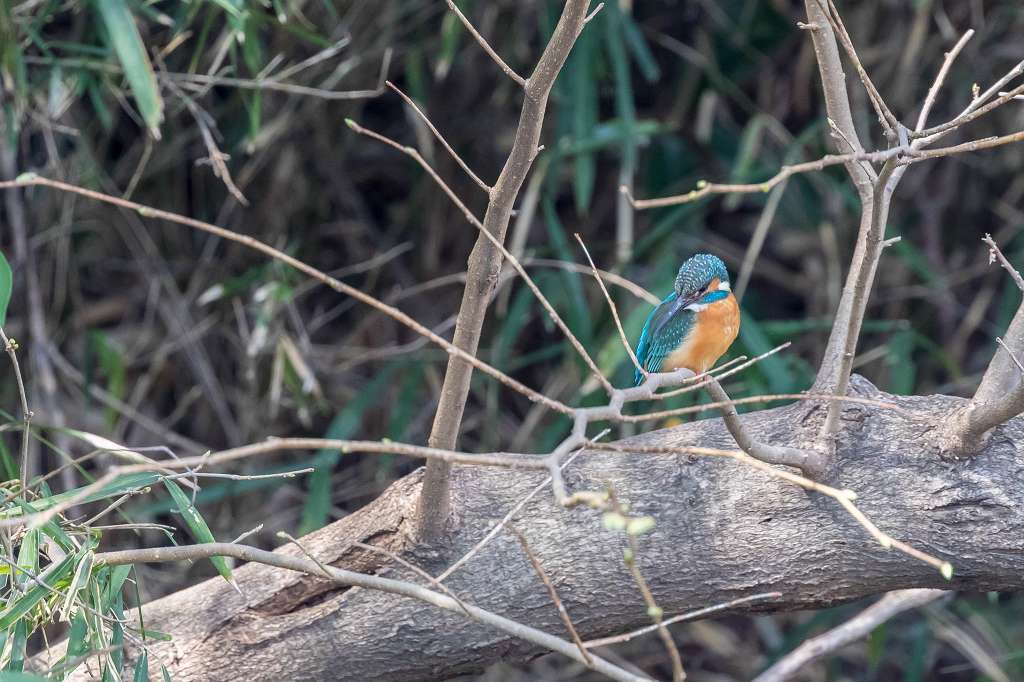 まだいたカンムリカイツブリ_f0044056_08393426.jpg