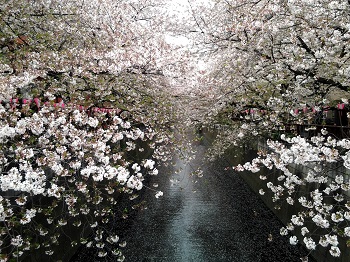花まつり_a0061057_19281899.jpg