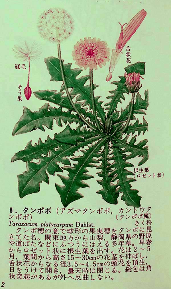 豆弁蘭覆輪「虹姫」・タンポポ　　　　　　　　　　　　　　　　　No.1678_d0103457_11290465.jpg