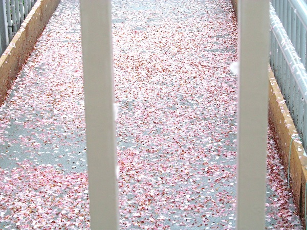 引き続きお花見をどうぞ☆_f0129557_12475288.jpg