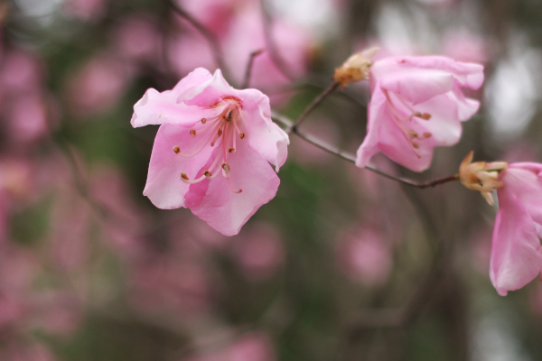 井頭公園の春。_c0179360_16394187.jpg