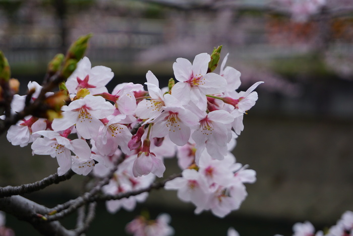 ご近所川沿いの桜☆２_d0152261_20594338.jpg