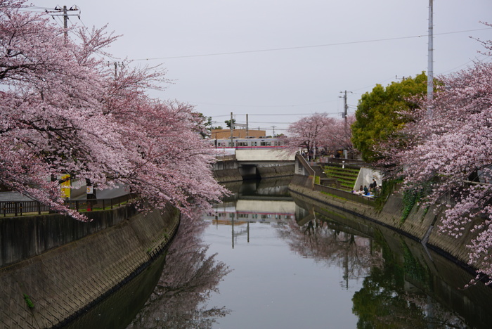 ご近所川沿いの桜☆２_d0152261_2124484.jpg