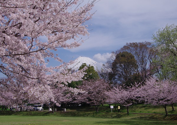 桜、さくら、サクラ．．．_d0164761_13583061.jpg