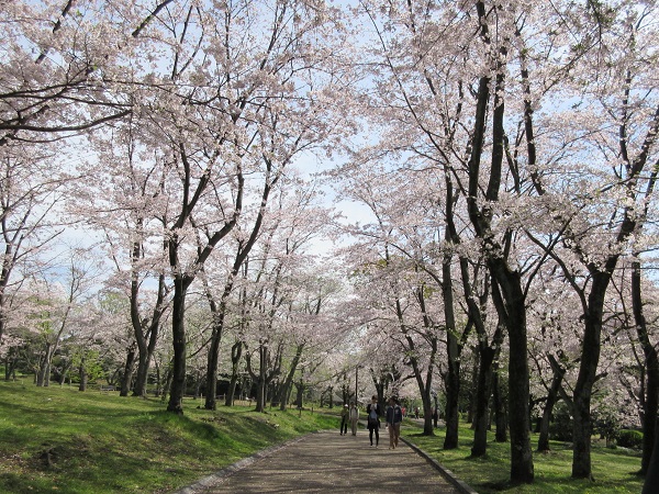 桜、さくら、サクラ．．．_d0164761_13595459.jpg