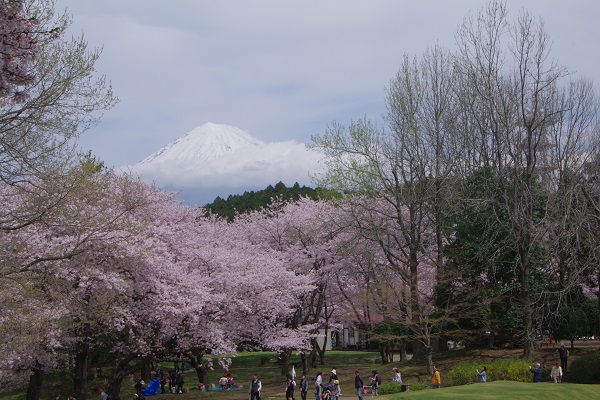 桜、さくら、サクラ．．．_d0164761_141193.jpg