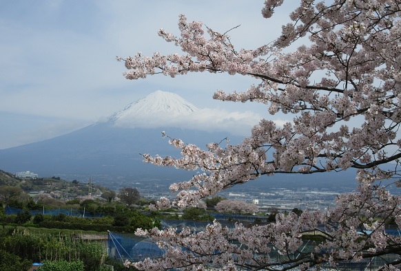 桜、さくら、サクラ．．．_d0164761_14144230.jpg