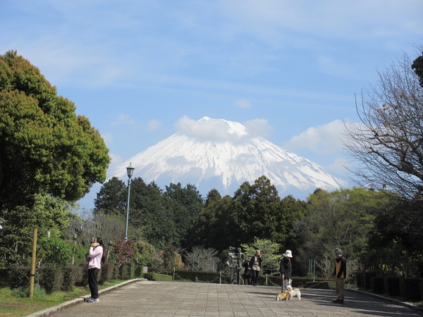 桜、さくら、サクラ．．．_d0164761_1424429.jpg