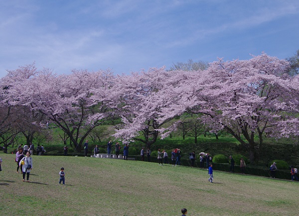 桜、さくら、サクラ．．．_d0164761_145078.jpg