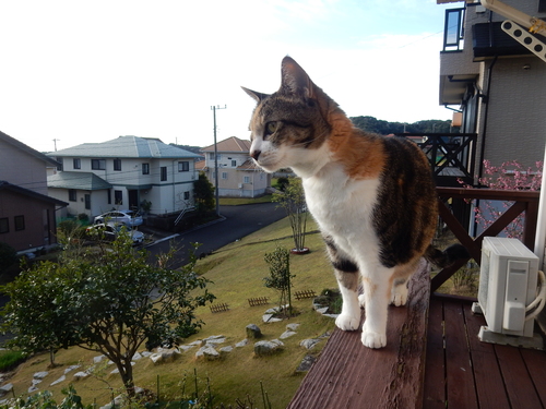 ’16,4,8(金)大多喜城のお花見・食事編!_f0060461_8552594.jpg