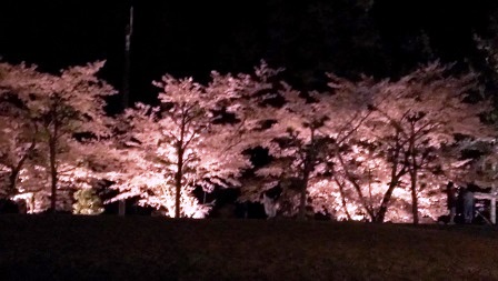 夜桜でお花見2016_d0289165_1602630.jpg