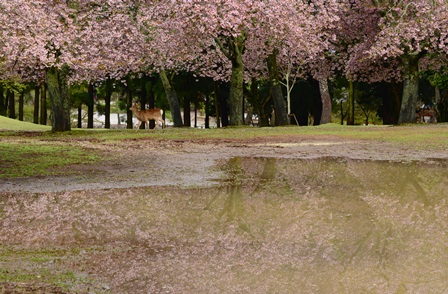 ういういしい花まつり　　東大寺_c0303868_13354883.jpg