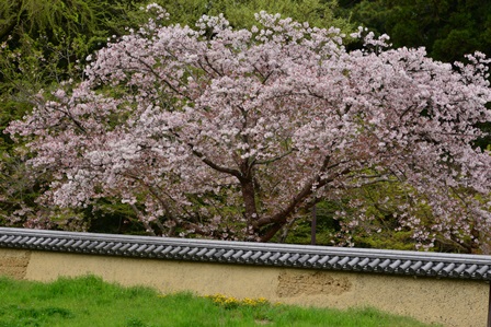 ういういしい花まつり　　東大寺_c0303868_13472475.jpg