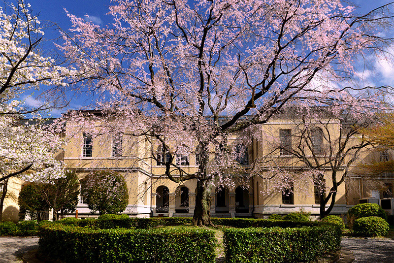 京都府庁旧本館　祇園枝垂れ桜_c0317868_10040762.jpg