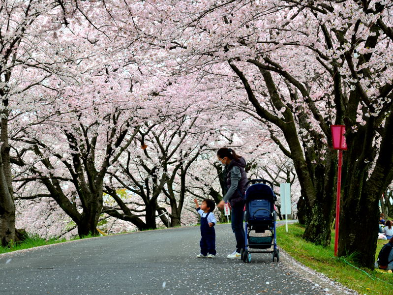 墨俣一夜城の桜堤_a0341170_16102219.jpg