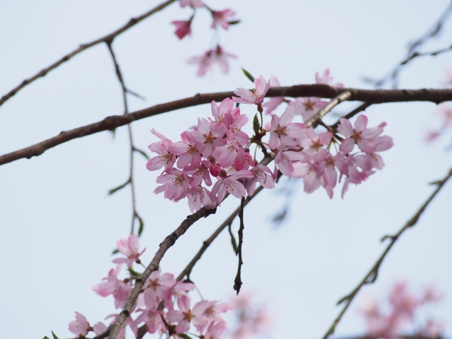 徳佐八幡宮の桜_d0177570_23401677.jpg