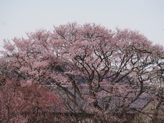 徳佐八幡宮の桜_d0177570_23405066.jpg