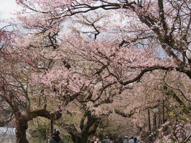 徳佐八幡宮の桜_d0177570_23454297.jpg