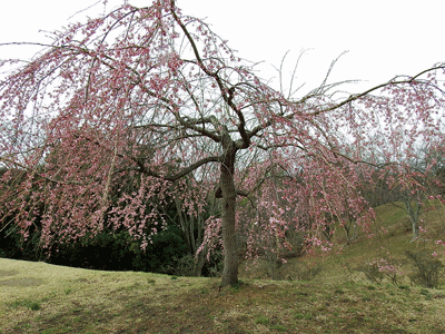 f0140773_1019798.gif